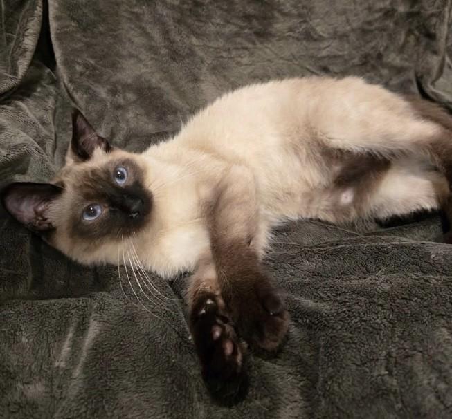 Blossom, Adoptable, Young Female Domestic Short Hair.