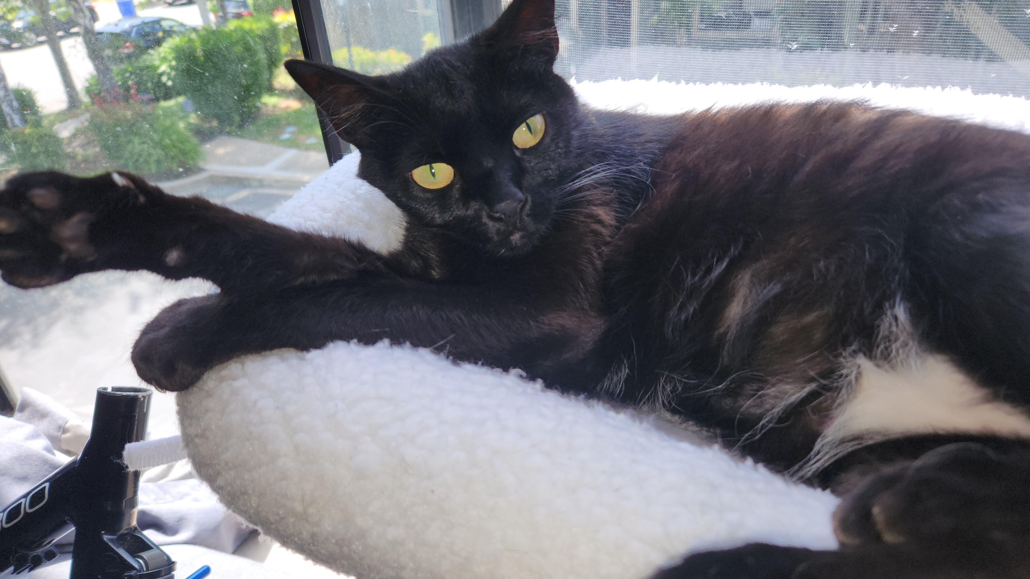 Olive Domestic Short Hair Cat