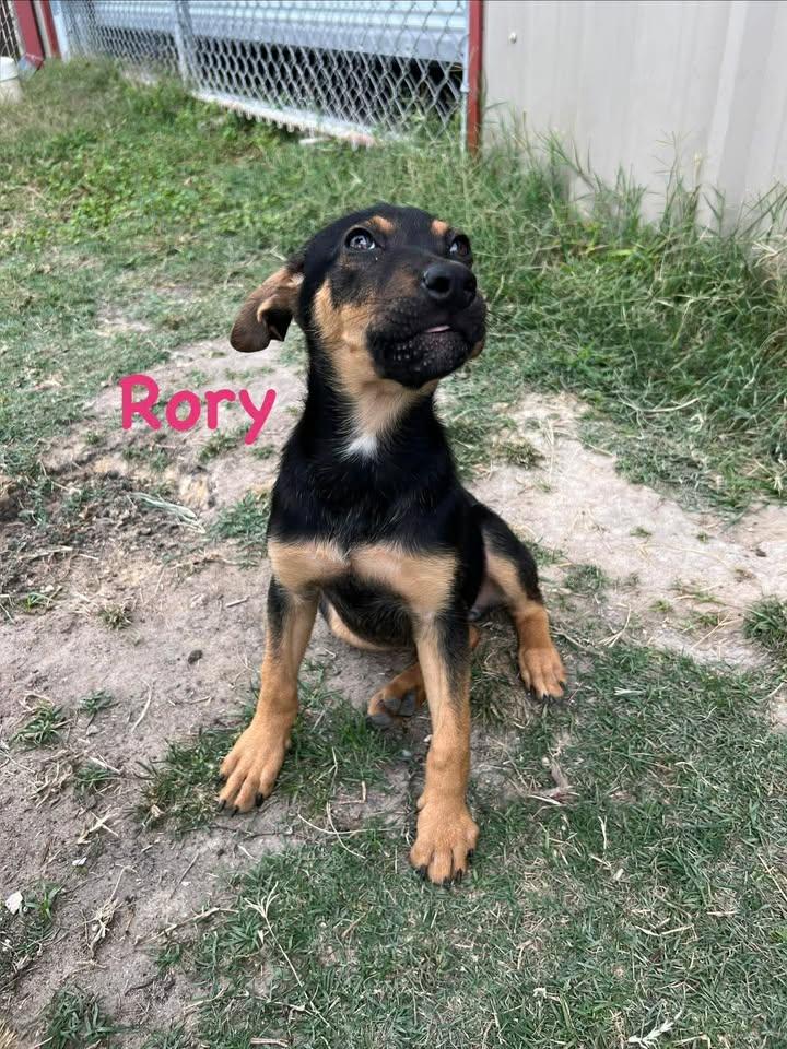 Enlarge Rory, a ADOPTABLE mixed breed in Port Lavaca, TX image 4/4