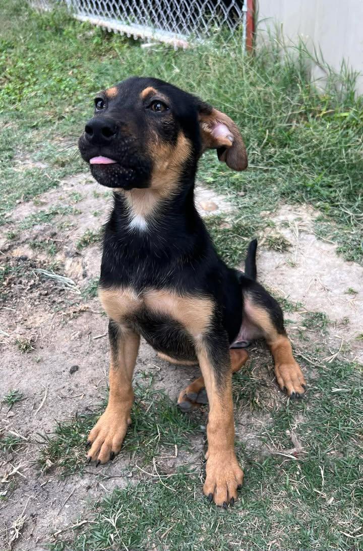 Rory, ADOPTABLE, Puppy Female Terrier.
