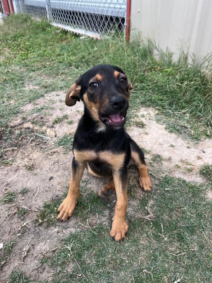 Enlarge Rory, a ADOPTABLE mixed breed in Port Lavaca, TX image 3/4