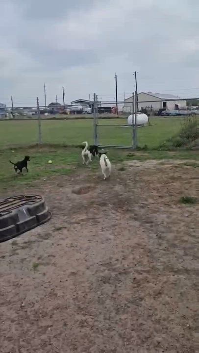 Enlarge Rory, a ADOPTABLE mixed breed in Port Lavaca, TX video 2/4