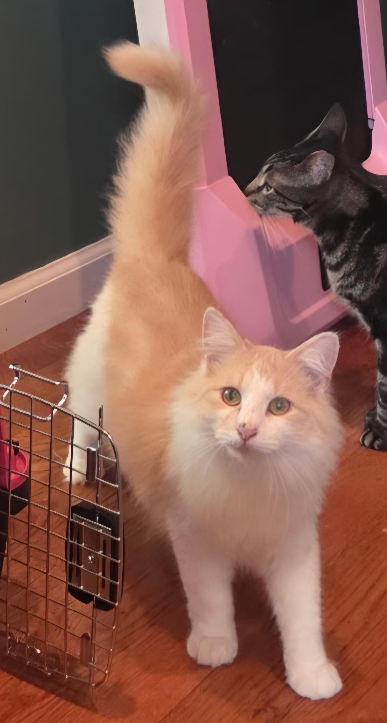 Enlarge Hollis, a Adopted Domestic Medium Hair in Philadelphia, PA image 2/3