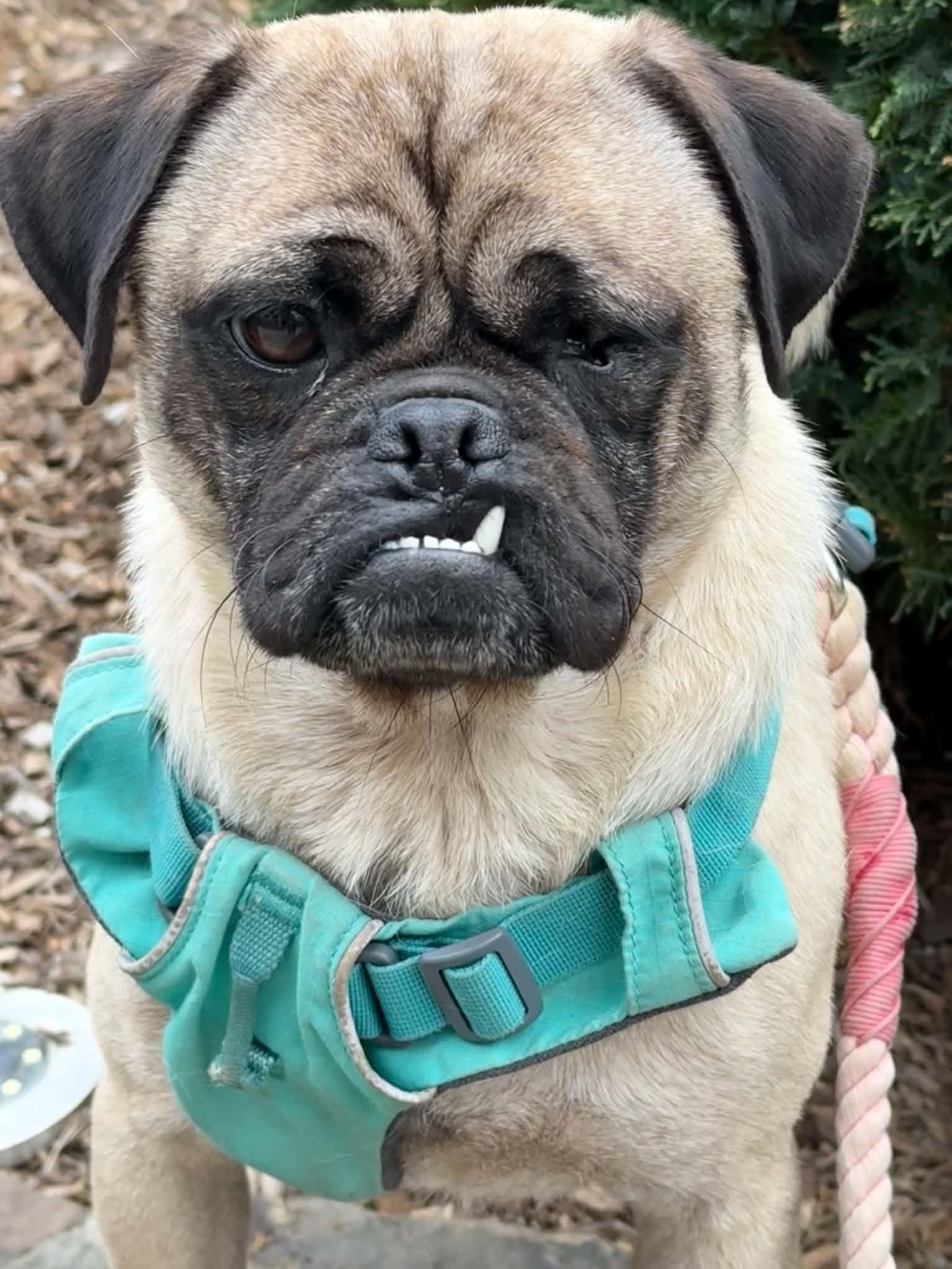 Enlarge Ripley, a Adoptable Pug in Pelham, MA image 1/3