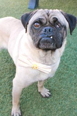 Enlarge Ripley, a Adoptable Pug in Pelham, MA image 3/3