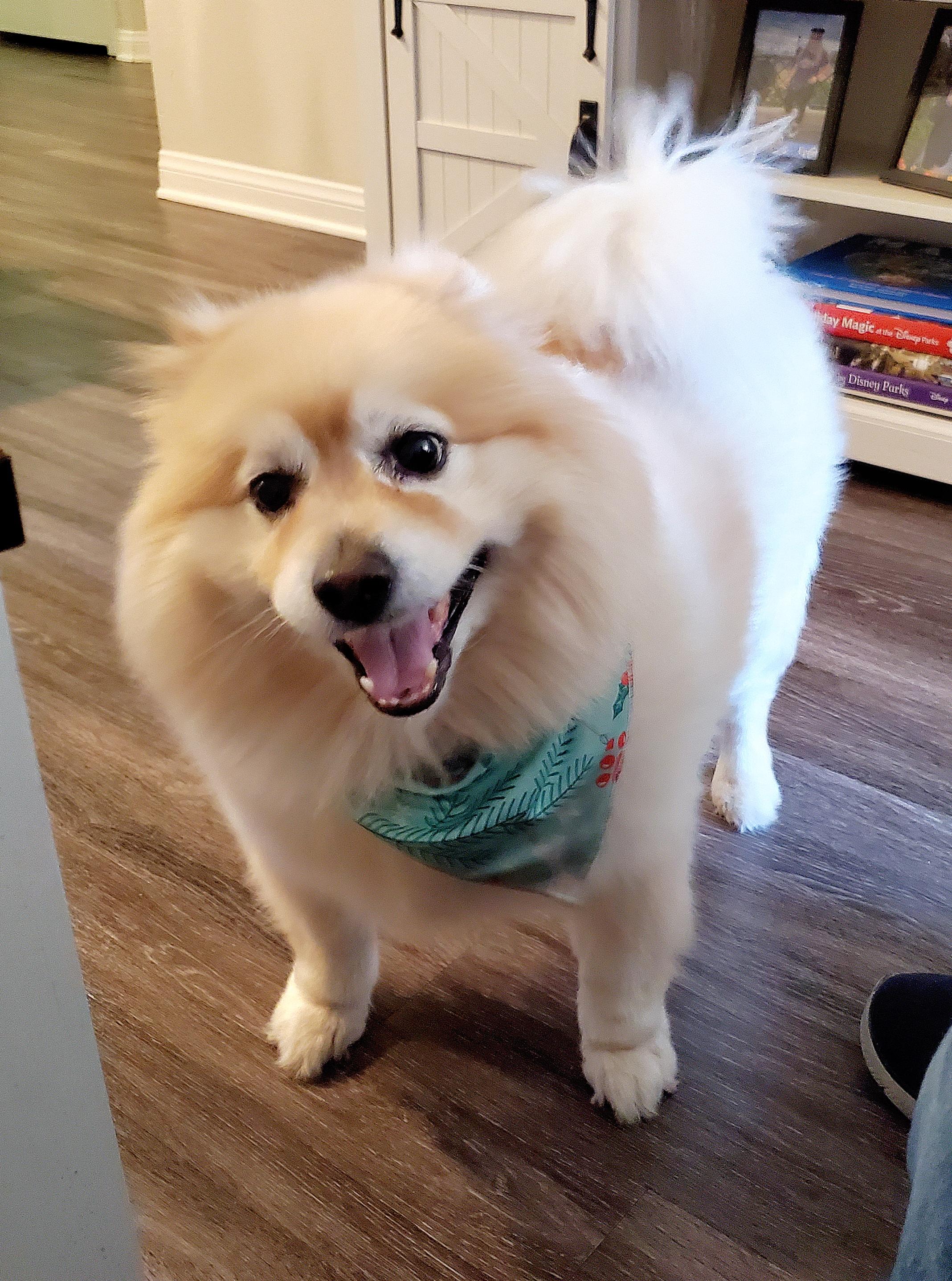Bear, ADOPTABLE, Adult Male Pomeranian & Samoyed.