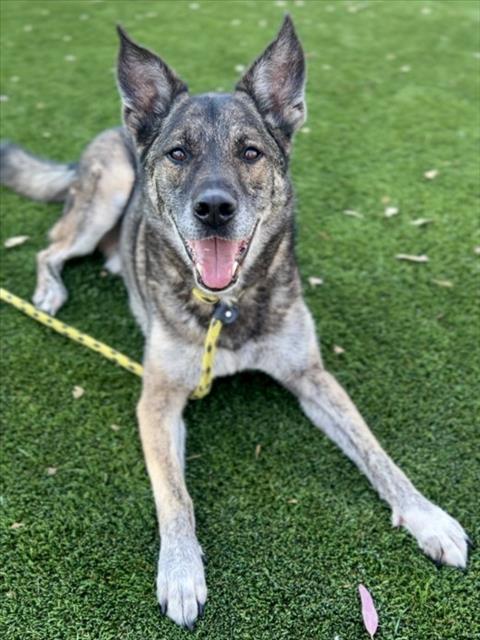 Enlarge WUCHANG, a Adoptable German Shepherd Dog in Los Angeles, CA image 1/1