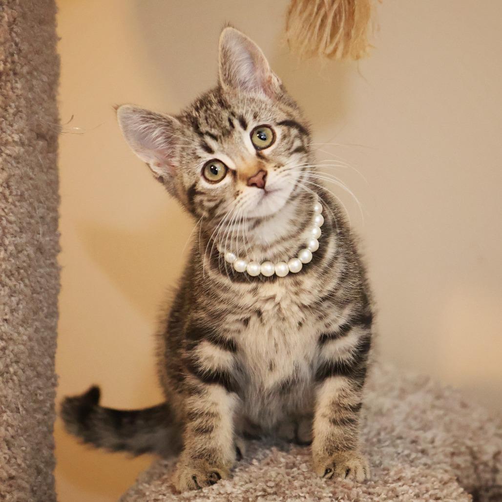 Enlarge Clove, a Adoptable Domestic Short Hair in FAIRWAY, KS image 1/6