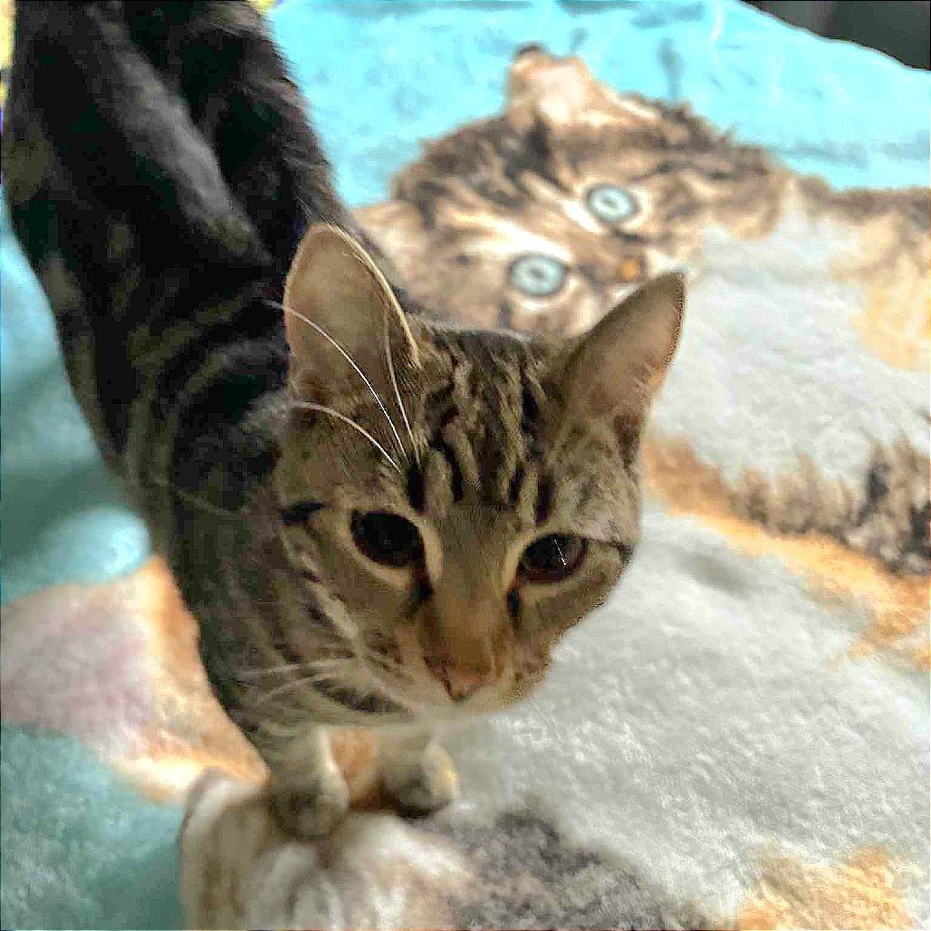 Enlarge Clove, a Adoptable Domestic Short Hair in FAIRWAY, KS image 2/6