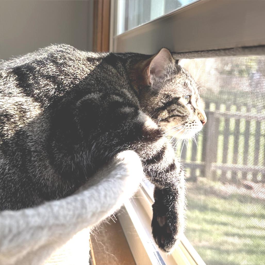 Enlarge Clove, a Adoptable Domestic Short Hair in FAIRWAY, KS image 4/6