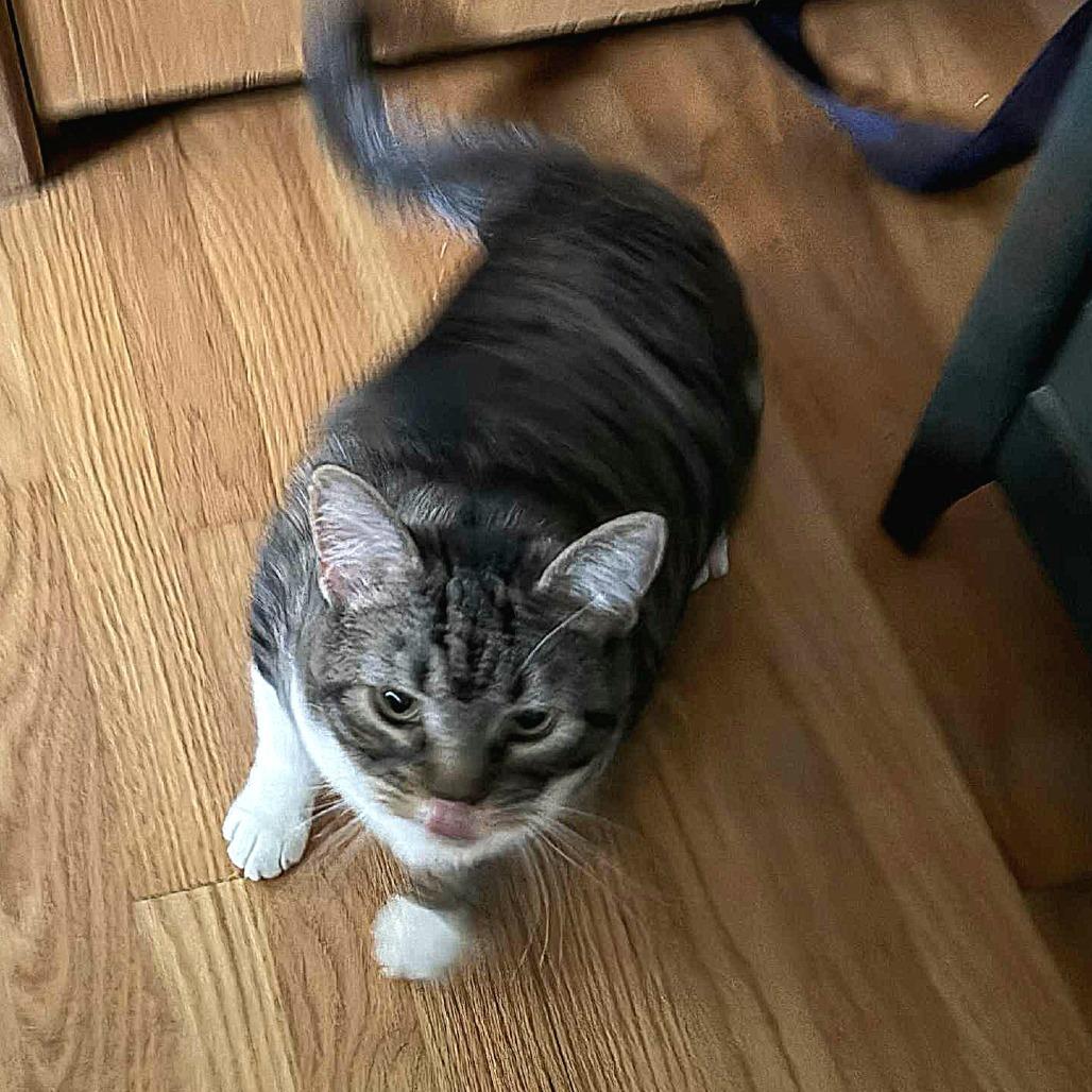 Enlarge Clove, a Adoptable Domestic Short Hair in FAIRWAY, KS image 5/6