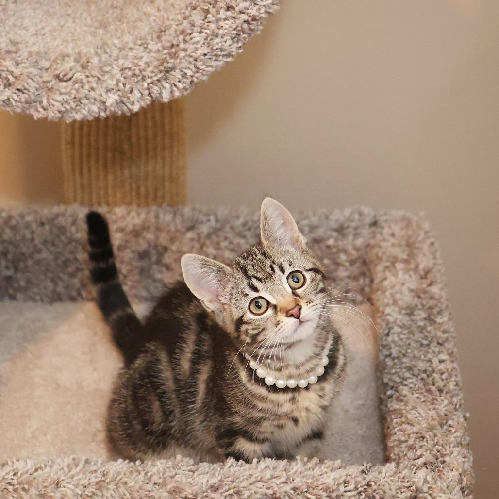 Enlarge Clove, a Adoptable Domestic Short Hair in FAIRWAY, KS image 6/6