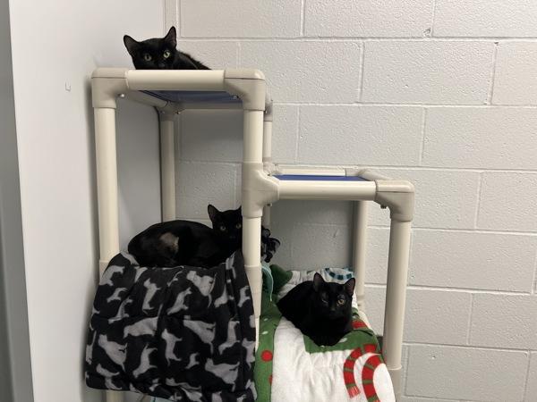 Enlarge Purr - Bonded W/ Mott, a Adoptable mixed breed in Silverdale, WA image 1/2