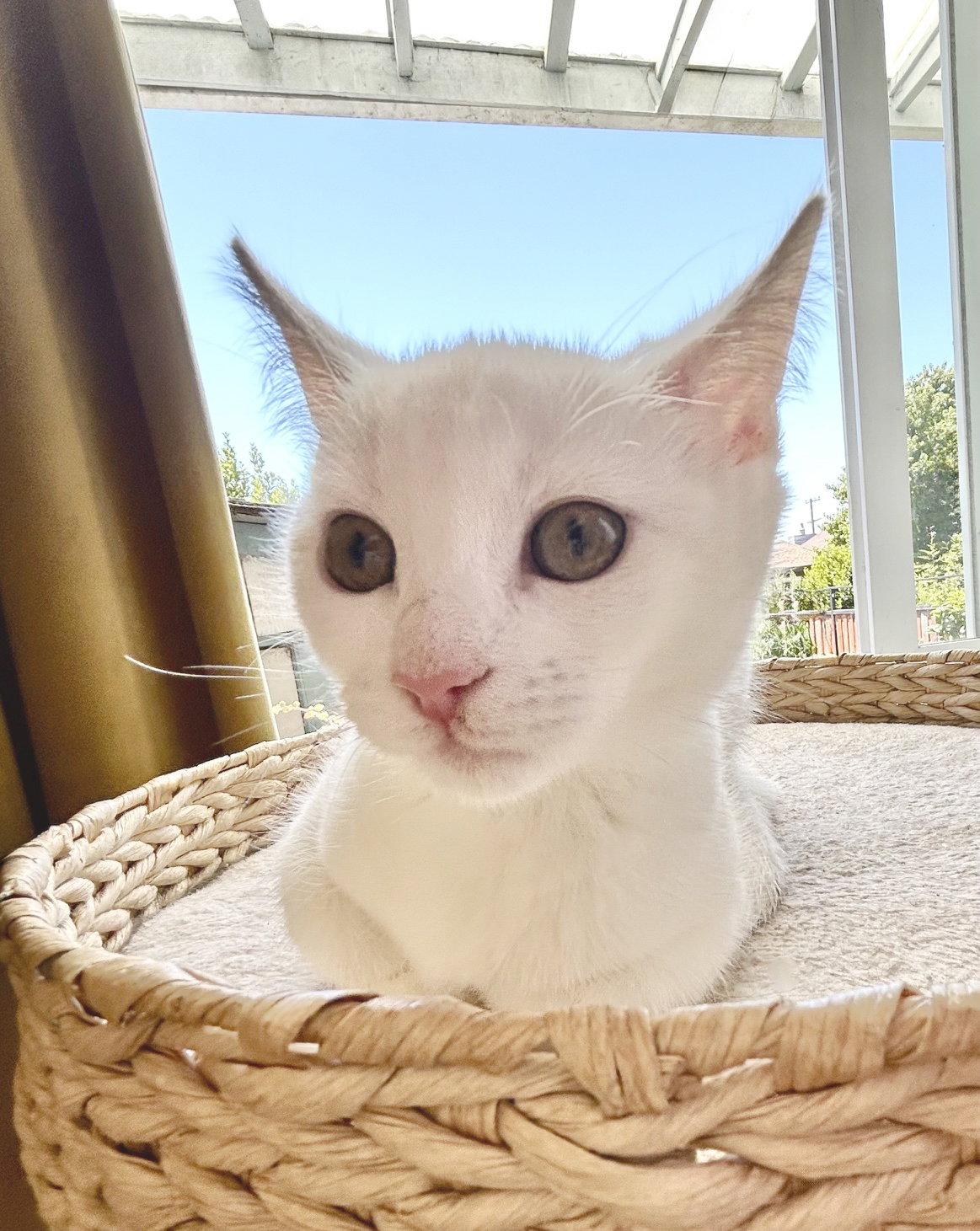 Luna, Adoptable, Kitten Female Domestic Short Hair.