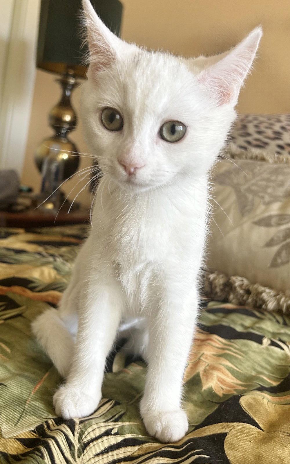 Enlarge Luna, a Adoptable Domestic Short Hair in Alameda, CA image 2/3