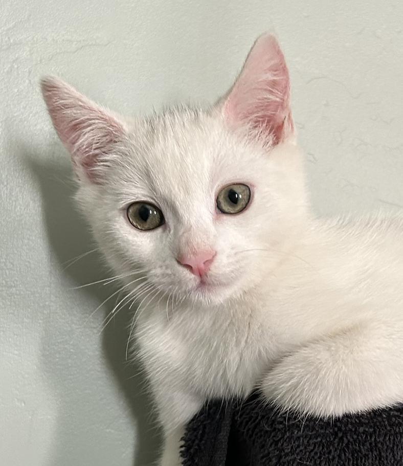 Enlarge Luna, a Adoptable Domestic Short Hair in Alameda, CA image 3/3