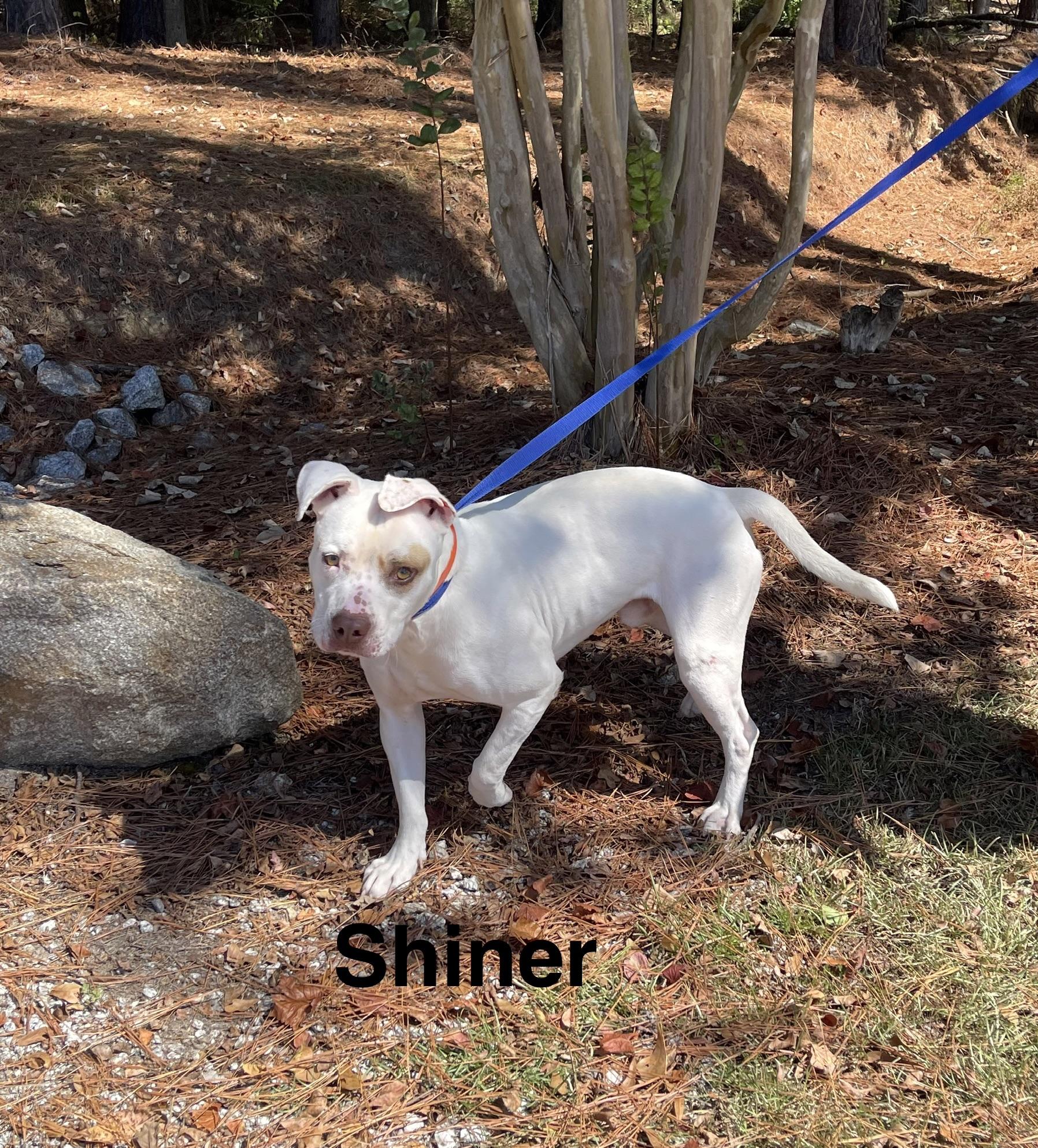 Shiner