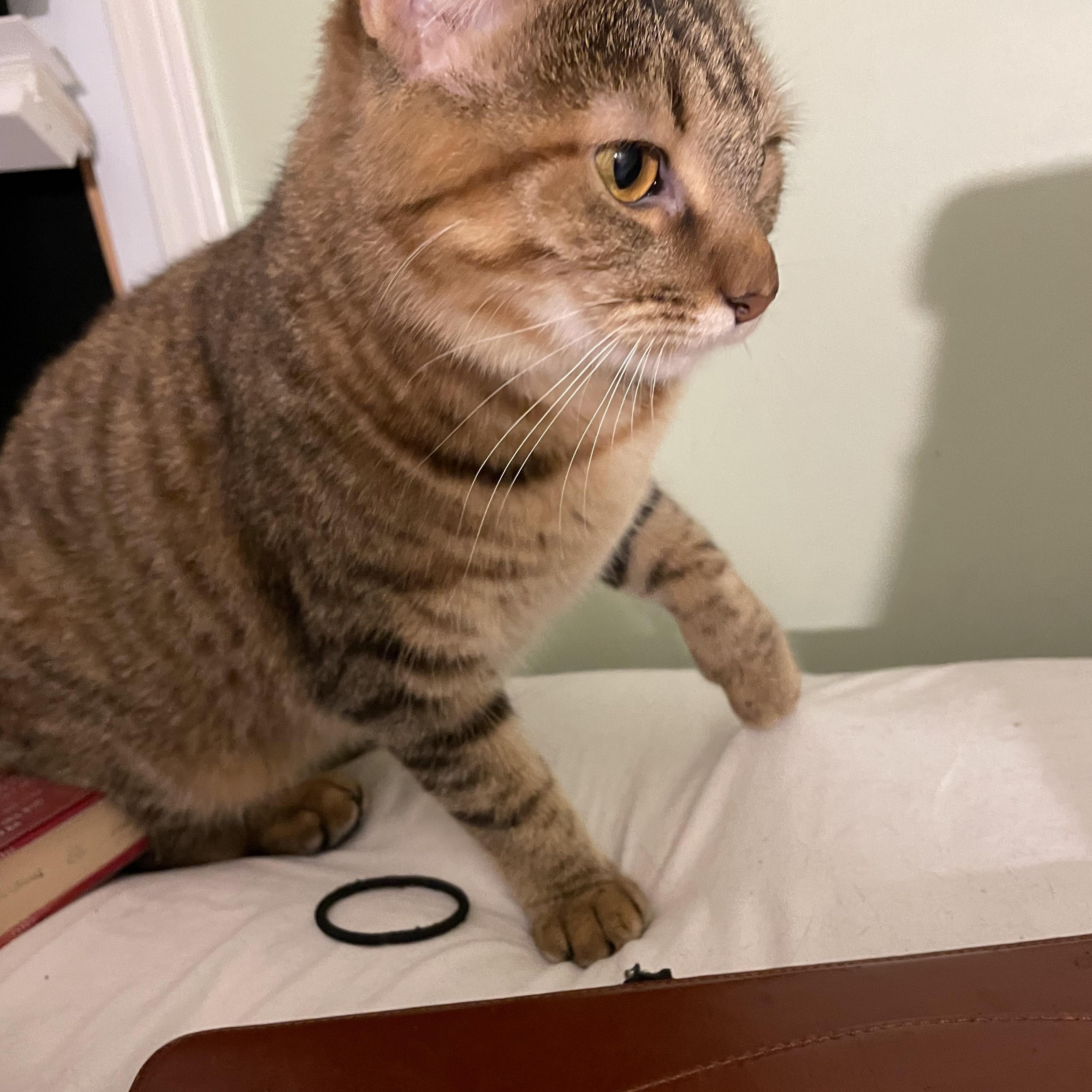 Zoey, Adoptable, Adult Female Tabby & Domestic Short Hair.