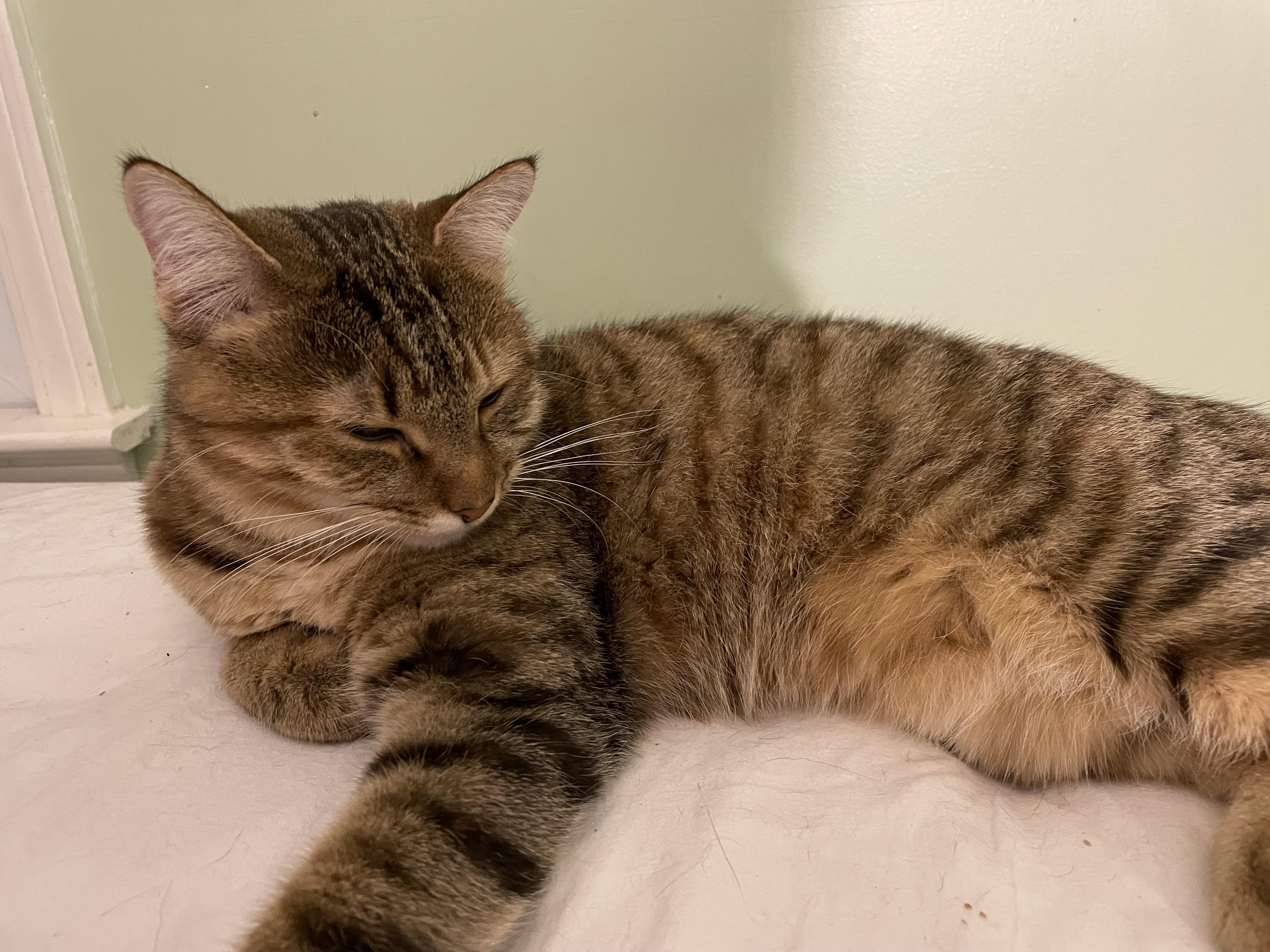 Zoey, a Adoptable mixed breed in Lawrenceville, GA image 2/5