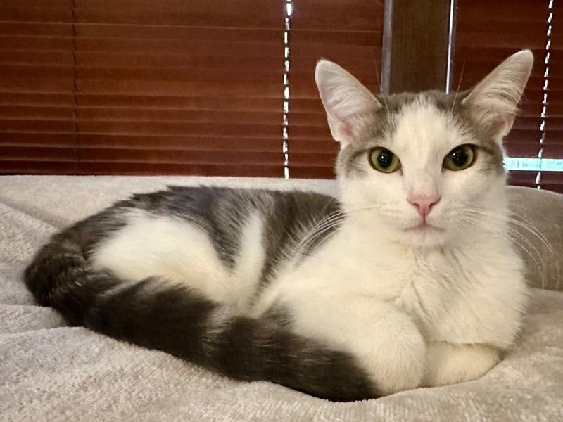 Sailor, a Adoptable Domestic Short Hair in Greensboro, NC image 1/6