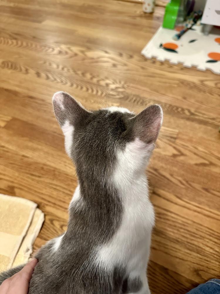 Sailor, a Adoptable Domestic Short Hair in Greensboro, NC image 3/6