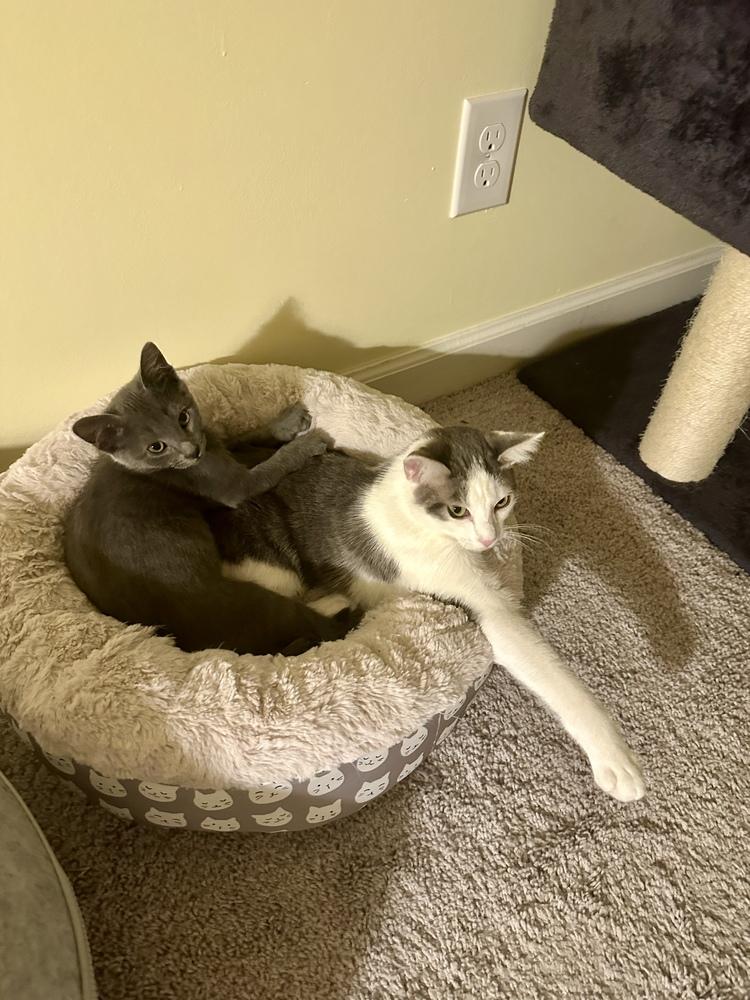 Sailor, a Adoptable Domestic Short Hair in Greensboro, NC image 4/6