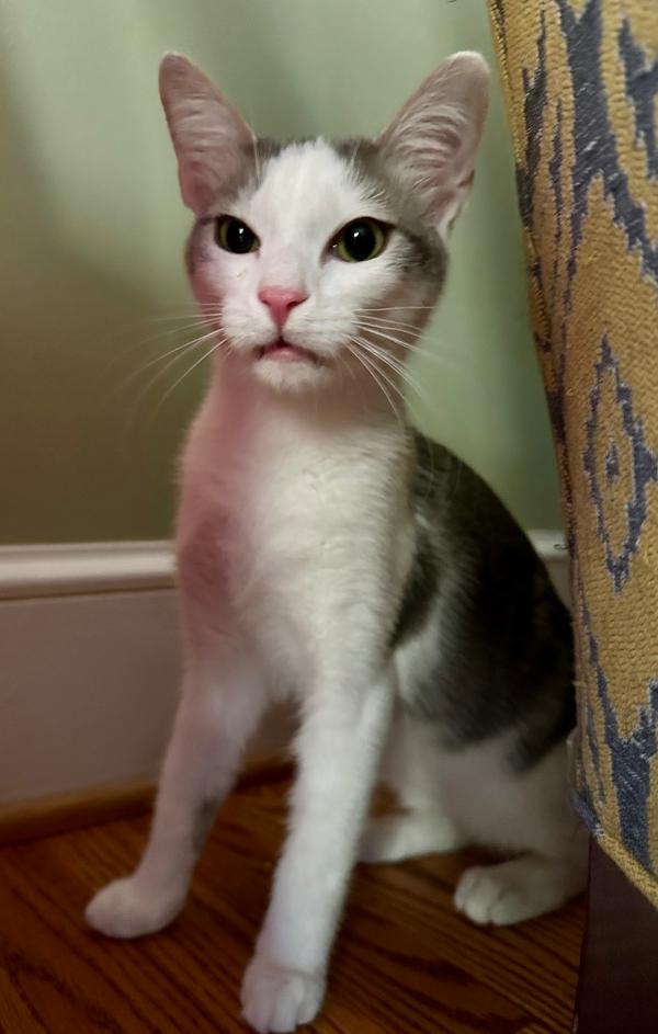 Sailor, a Adoptable Domestic Short Hair in Greensboro, NC image 5/6