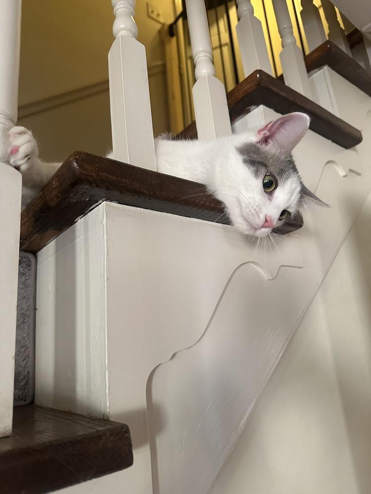 Sailor, a Adoptable Domestic Short Hair in Greensboro, NC image 6/6