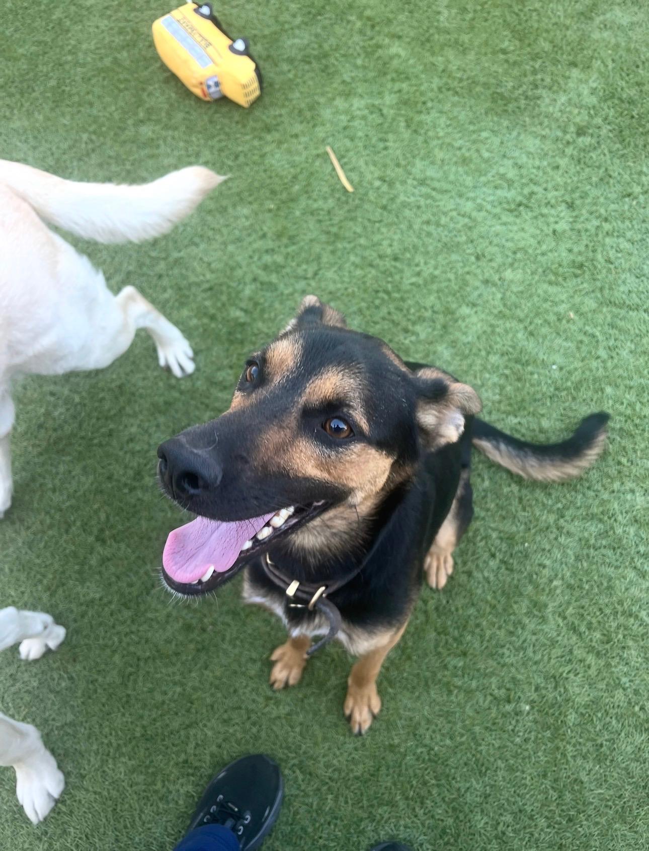 Enlarge Jackson , a Adoptable German Shepherd Dog in Oakland, CA image 4/6