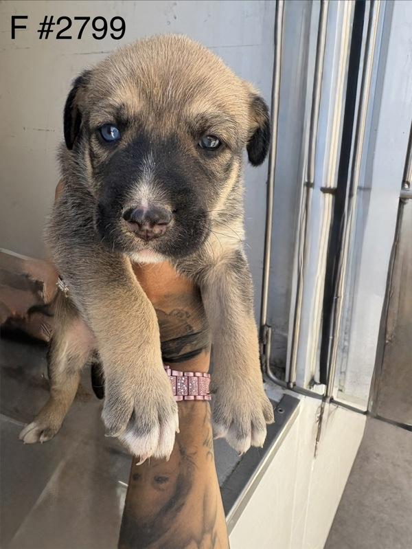 Enlarge Cora, a Adoptable mixed breed in Victorville, CA image 1/1