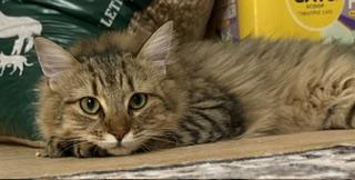 Rory, an adopted Domestic Medium Hair in New Cumberland, PA image 1/5