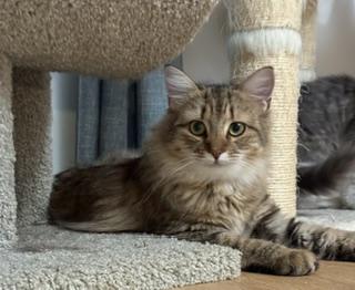 Rory, an adopted Domestic Medium Hair in New Cumberland, PA image 5/5