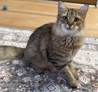 Rory, an adopted Domestic Medium Hair in New Cumberland, PA image 4/5