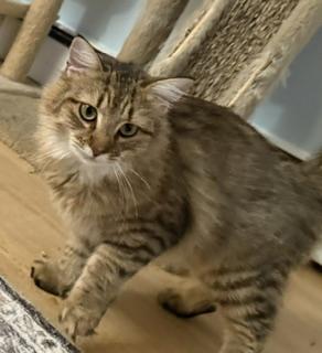 Rory, an adopted Domestic Medium Hair in New Cumberland, PA image 2/5