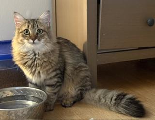 Rory, an adopted Domestic Medium Hair in New Cumberland, PA image 3/5