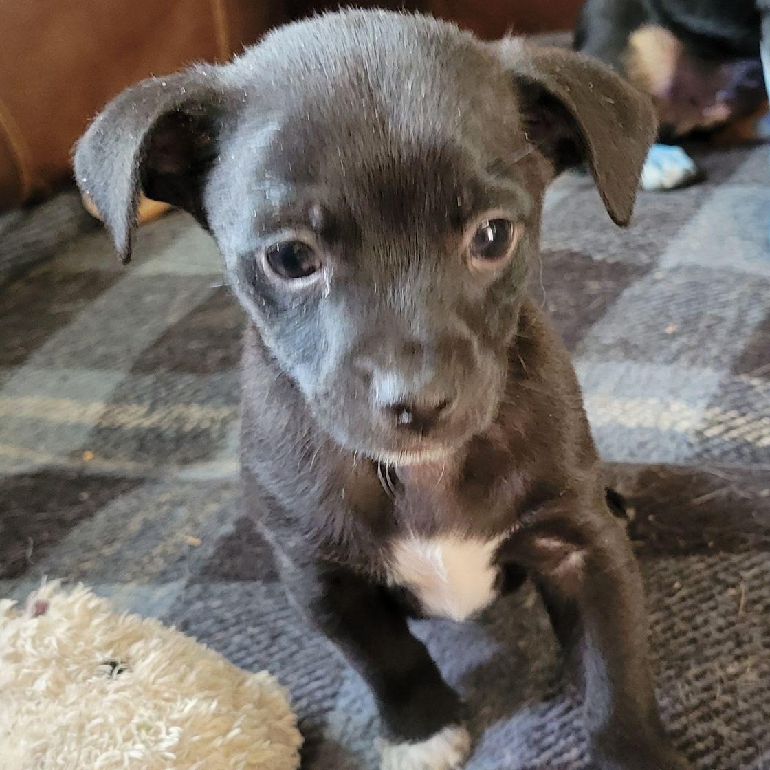 Enlarge Pip, a Adoptable mixed breed in Marysville, WA image 2/3