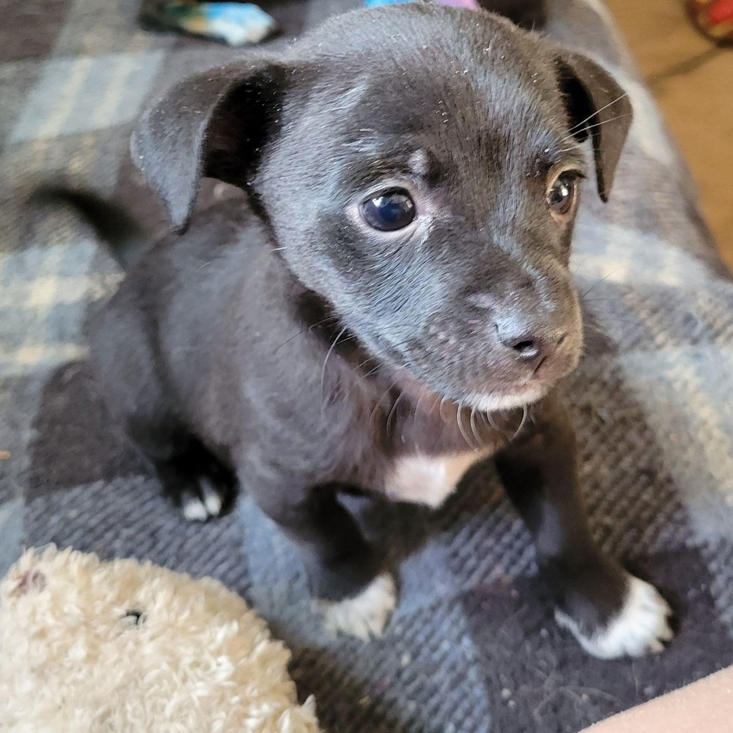 Enlarge Pip, a Adoptable mixed breed in Marysville, WA image 3/3