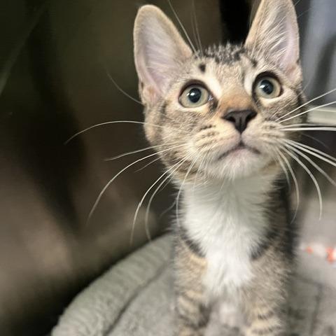 Francesca, Adoptable, Kitten Female Domestic Short Hair.