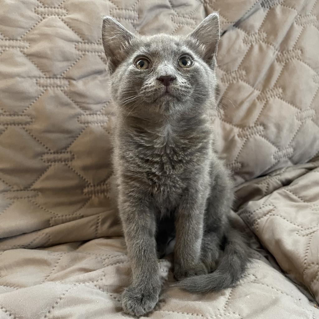 Dixie, a Adopted Domestic Short Hair in Hollywood, FL image 1/4