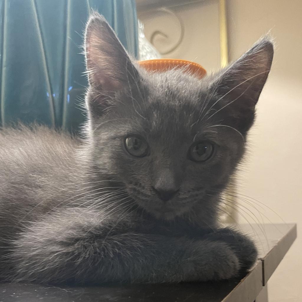 Dixie, a Adopted Domestic Short Hair in Hollywood, FL image 2/4