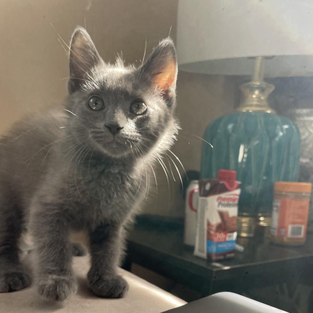 Dixie, a Adopted Domestic Short Hair in Hollywood, FL image 3/4