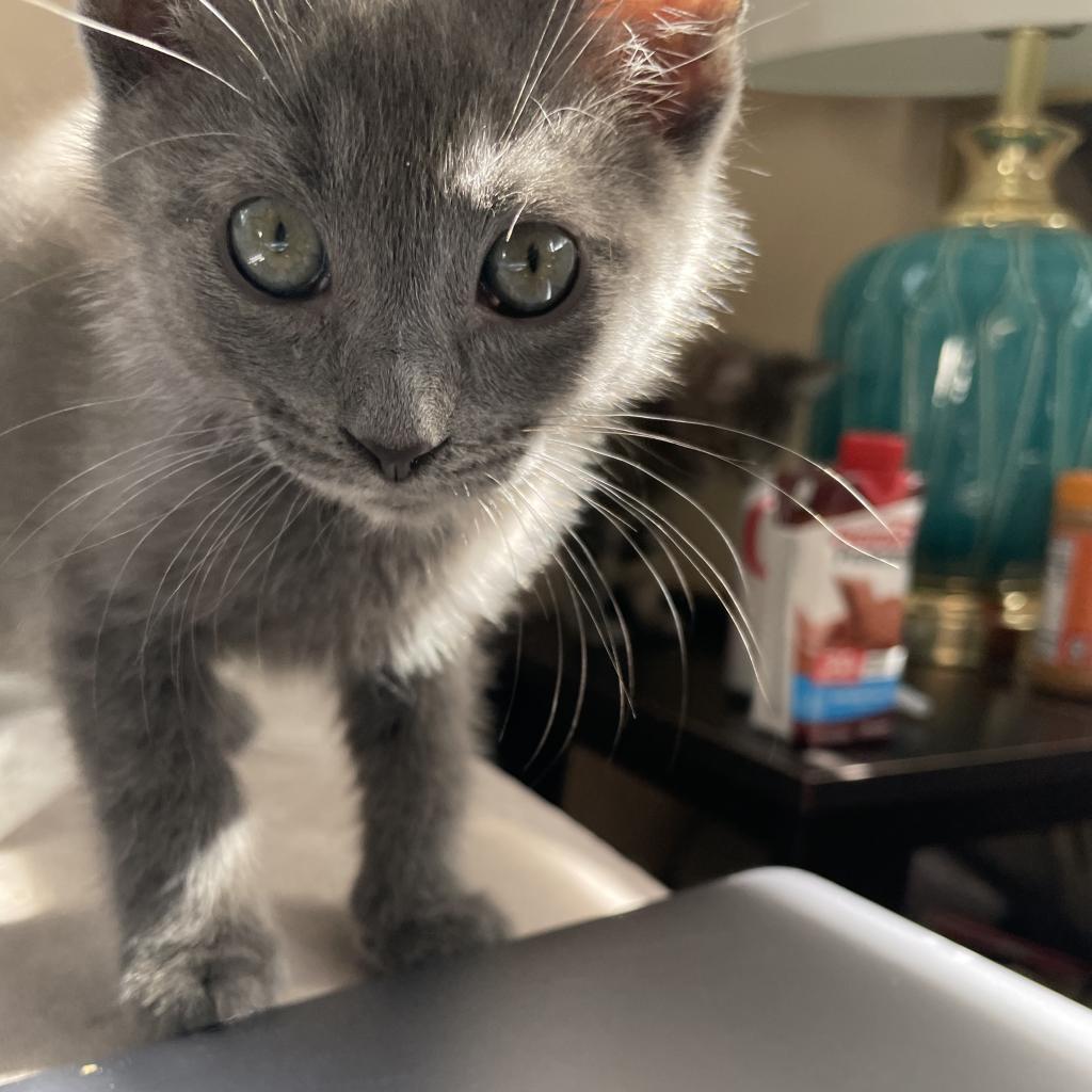 Dixie, a Adopted Domestic Short Hair in Hollywood, FL image 4/4