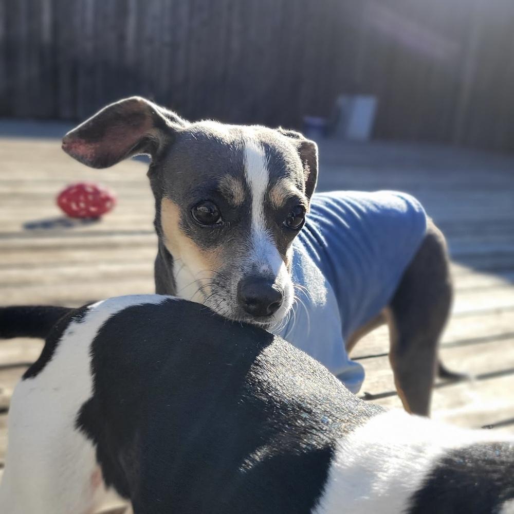 Piper Jones, a Adoptable mixed breed in Richardson, TX image 2/6