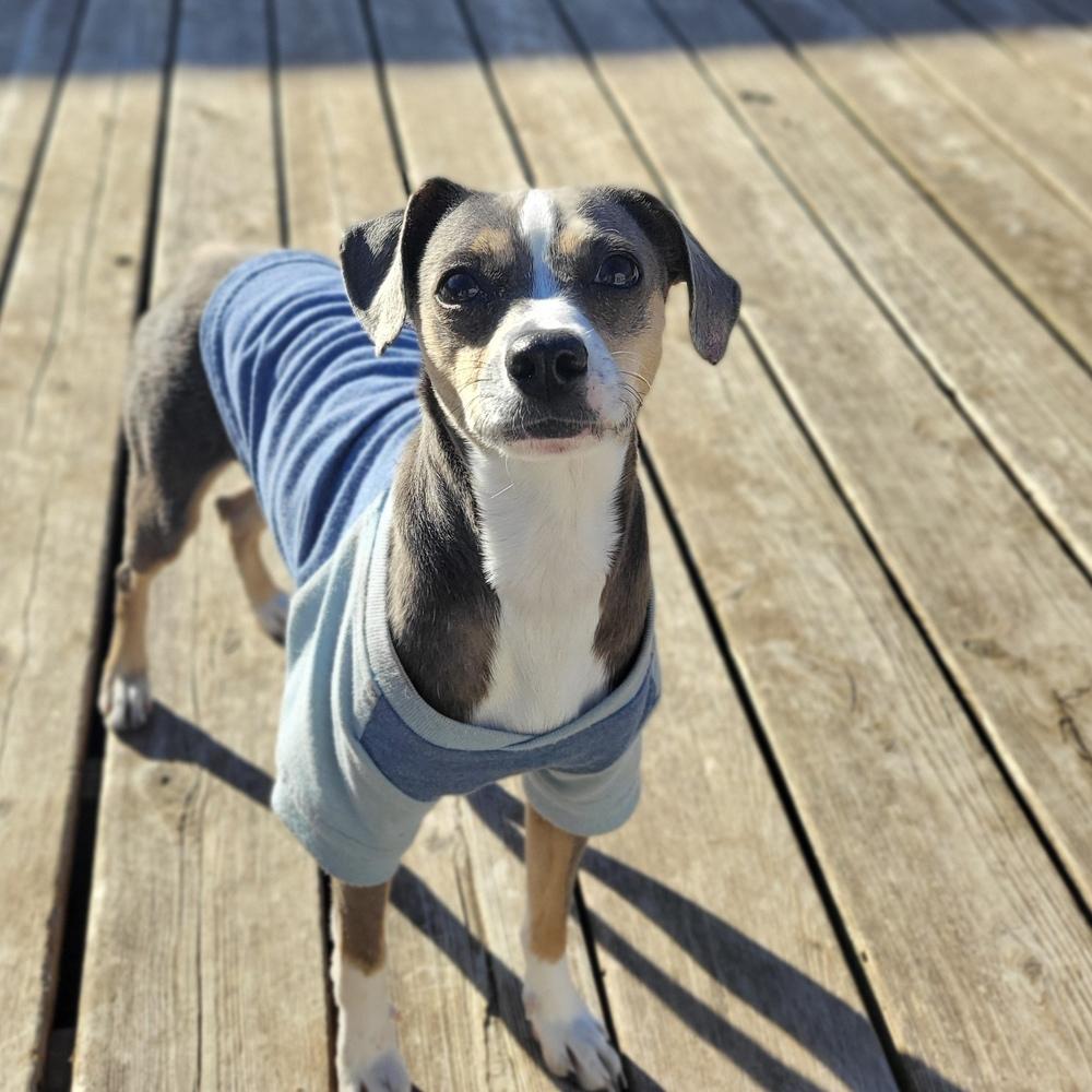 Piper Jones, a Adoptable mixed breed in Richardson, TX image 4/6