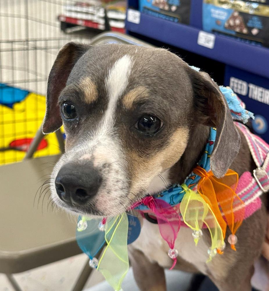 Piper Jones, a Adoptable mixed breed in Richardson, TX image 1/3