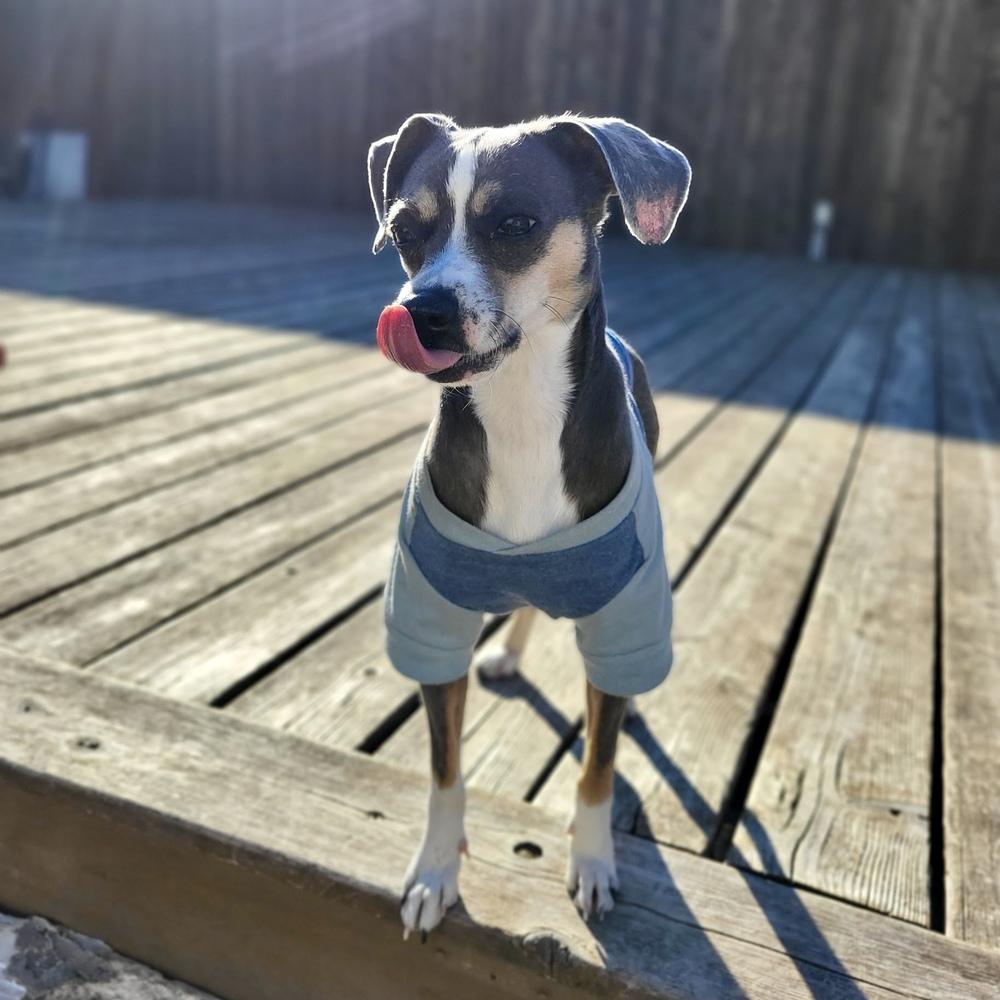 Piper Jones, a Adoptable mixed breed in Richardson, TX image 5/6