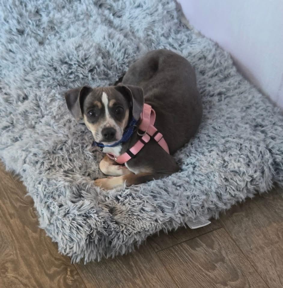 Piper Jones, a Adoptable mixed breed in Richardson, TX image 6/6