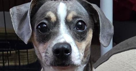 Piper Jones, a Adoptable mixed breed in Richardson, TX image 2/3