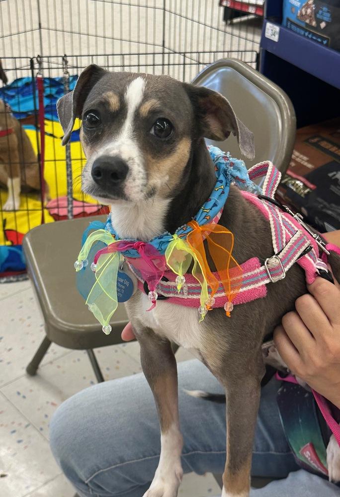 Piper Jones, a Adoptable mixed breed in Richardson, TX image 3/3