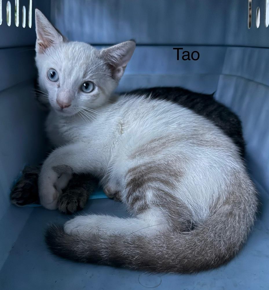 Tao, Adoptable, Kitten Male Domestic Short Hair & Siamese.